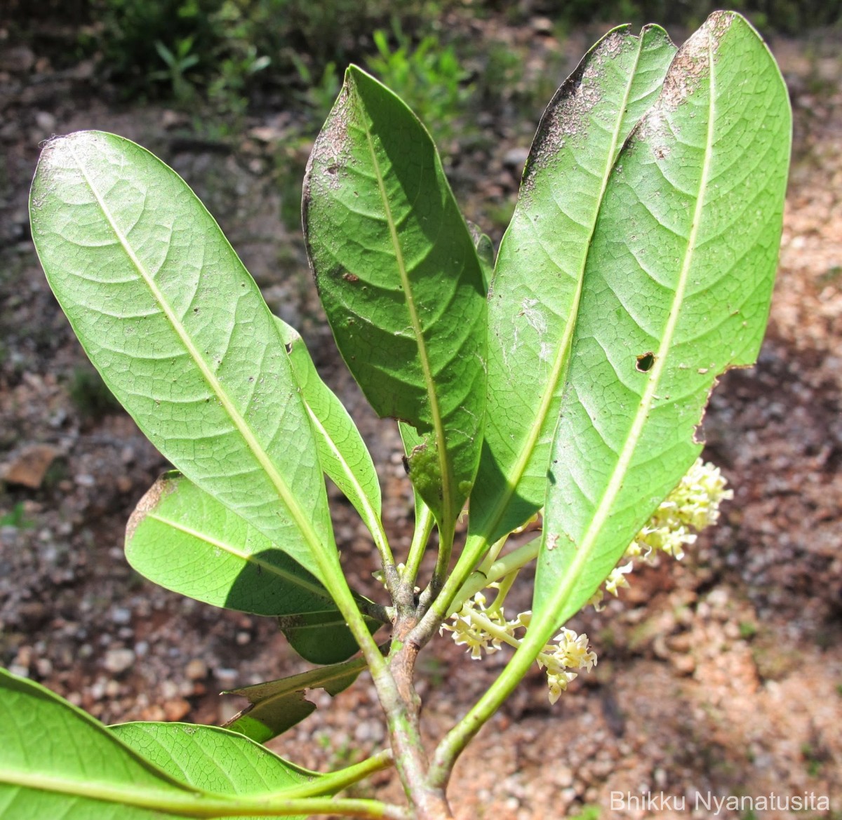 Mangifera zeylanica (Blume) Hook.f.